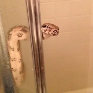@SameOldShit | Animals