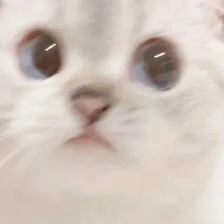 🧐 Nana, стикер Telegram 15 из 23