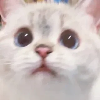 🙁 Nana, стикер Telegram 20 из 23