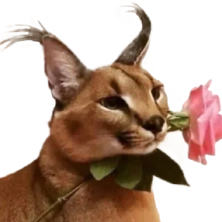 🌹 Стикеры, Telegram sticker 5 of 89