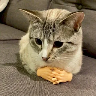 🐱 𝘾𝘼𝙏 𝙈𝙊𝙊𝘿 ༒︎@sasashi1, Telegram sticker 14 of 56