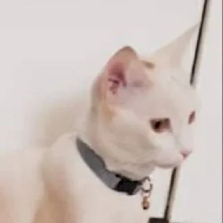 🐱 𝘾𝘼𝙏 𝙈𝙊𝙊𝘿 ༒︎@sasashi1, Telegram sticker 21 of 56