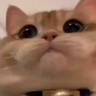 🐱 𝘾𝘼𝙏 𝙈𝙊𝙊𝘿 ༒︎@sasashi1, Telegram sticker 9 of 56