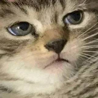 🐱 𝘾𝘼𝙏 𝙈𝙊𝙊𝘿 ༒︎@sasashi1, Telegram sticker 16 of 56