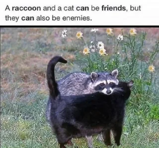 🤝 Raccoon, sticker Telegram 8 sur 120