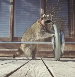 🏋️‍♂️ Raccoon, sticker Telegram 23 sur 120
