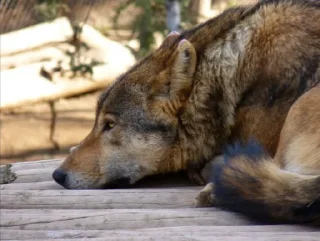 😞 Wolf, стікер Telegram 10 з 54