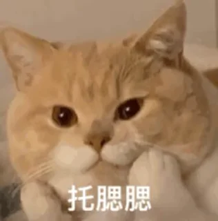 🤔 emoji 奇趣百科 @qqmua Telegram sticker 4 of 15