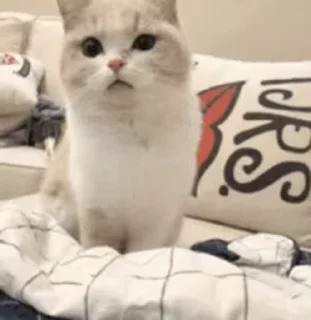 ❤ emoji MAHI.|ᵐᵃᶠⁱᵃ💜🌈🦋s video kang pack Telegram sticker 11 of 50