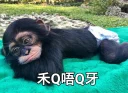 Sticker from 買嬲的動物園