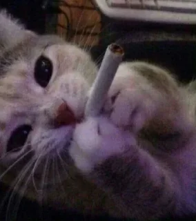 🚬 emoji ifrat😝😝 Telegram sticker 18 of 120