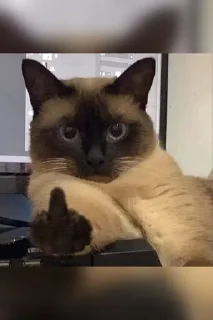🖕 emoji Kuo Telegram sticker 22 of 120