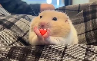 ❤️ emoji Kuo Telegram sticker 18 of 120