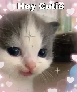 🔮 emoji @Stickers_A_Lot | He He Cat Pack Telegram sticker 9 of 86