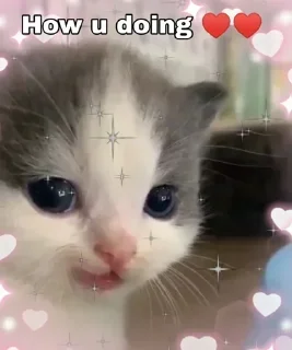 🔮 emoji @Stickers_A_Lot | He He Cat Pack Telegram sticker 8 of 86
