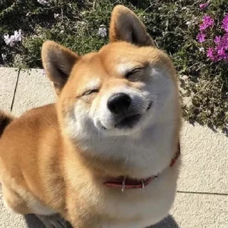 🐕 emoji ONE Telegram sticker 4 of 68