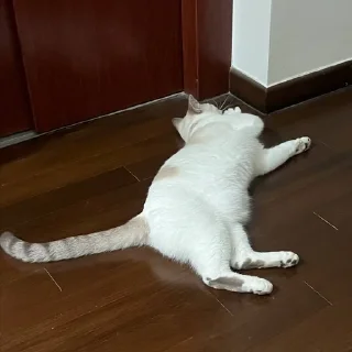 Sticker from meow