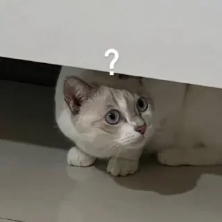 Sticker from meow
