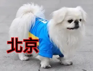 Sticker from Dog