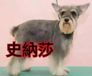 Sticker from Dog