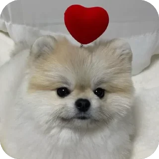 ❤ emoji Dog dog Telegram sticker 9 of 14