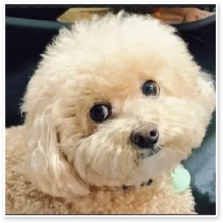 😒 emoji Dog dog Telegram sticker 8 of 14