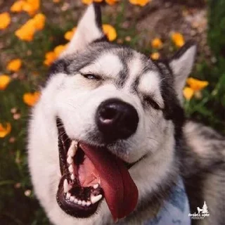 Sticker from Dog