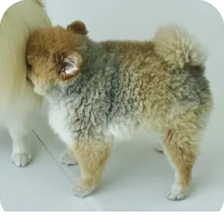 🫥 emoji Dog dog Telegram sticker 13 of 14