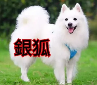 Sticker from Dog