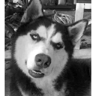 Sticker from Dog