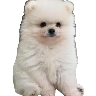 🫥 emoji Dog dog Telegram sticker 14 of 14