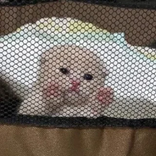 Sticker from Cute
