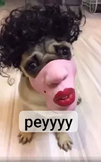 Sticker from pens pey