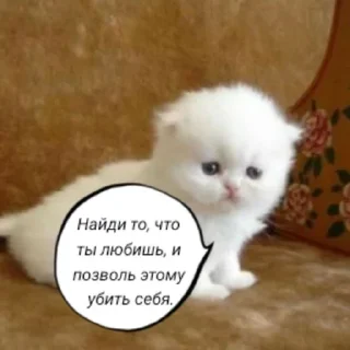 Sticker from и чья это вина