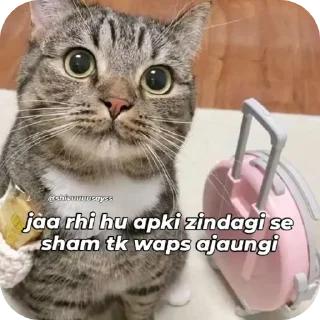 🐱 emoji Professional chor📍 Telegram sticker 20 of 82