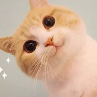 ❤️ emoji 甜嘉嘉 @CDN682 Telegram sticker 7 of 120