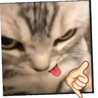 😼 emoji Miawww @goanteng Telegram sticker 1 of 41
