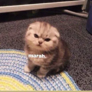 😼 emoji Miawww @goanteng Telegram sticker 13 of 41