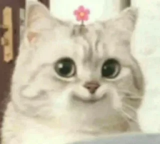 😼 emoji Miawww @goanteng Telegram sticker 12 of 41