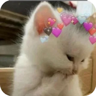 🐱 emoji 𝙏𝘼⚡𝙏𝙎𝙐𝙆𝙄^'s NEW kang pack Telegram sticker 5 of 44