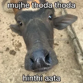 🐃 emoji Anshul's Telegram sticker 15 of 81
