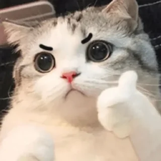 Sticker from 猫猫