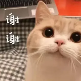 Sticker from 猫猫
