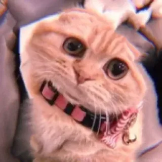 👻 emoji Cursed cats Telegram sticker 5 of 20