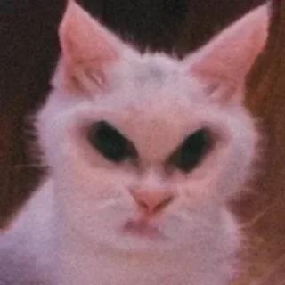 👻 emoji Cursed cats Telegram sticker 8 of 20