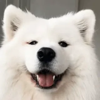 🎈 emoji Kaaju kudou  (kitty + dog pack) Telegram sticker 5 of 120