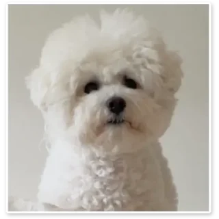 Sticker from Dog dog