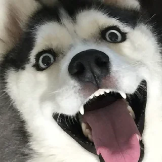 😱 emoji Dog Telegram sticker 1 of 27