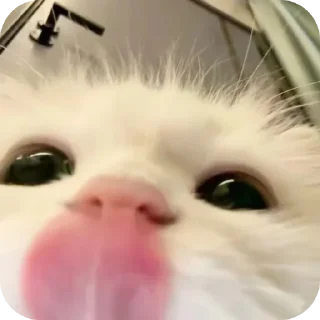 🐱 emoji . Telegram sticker 11 of 120