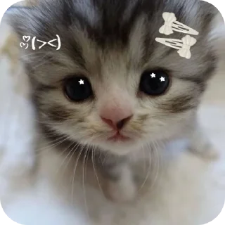 🐱 emoji . Telegram sticker 5 of 120